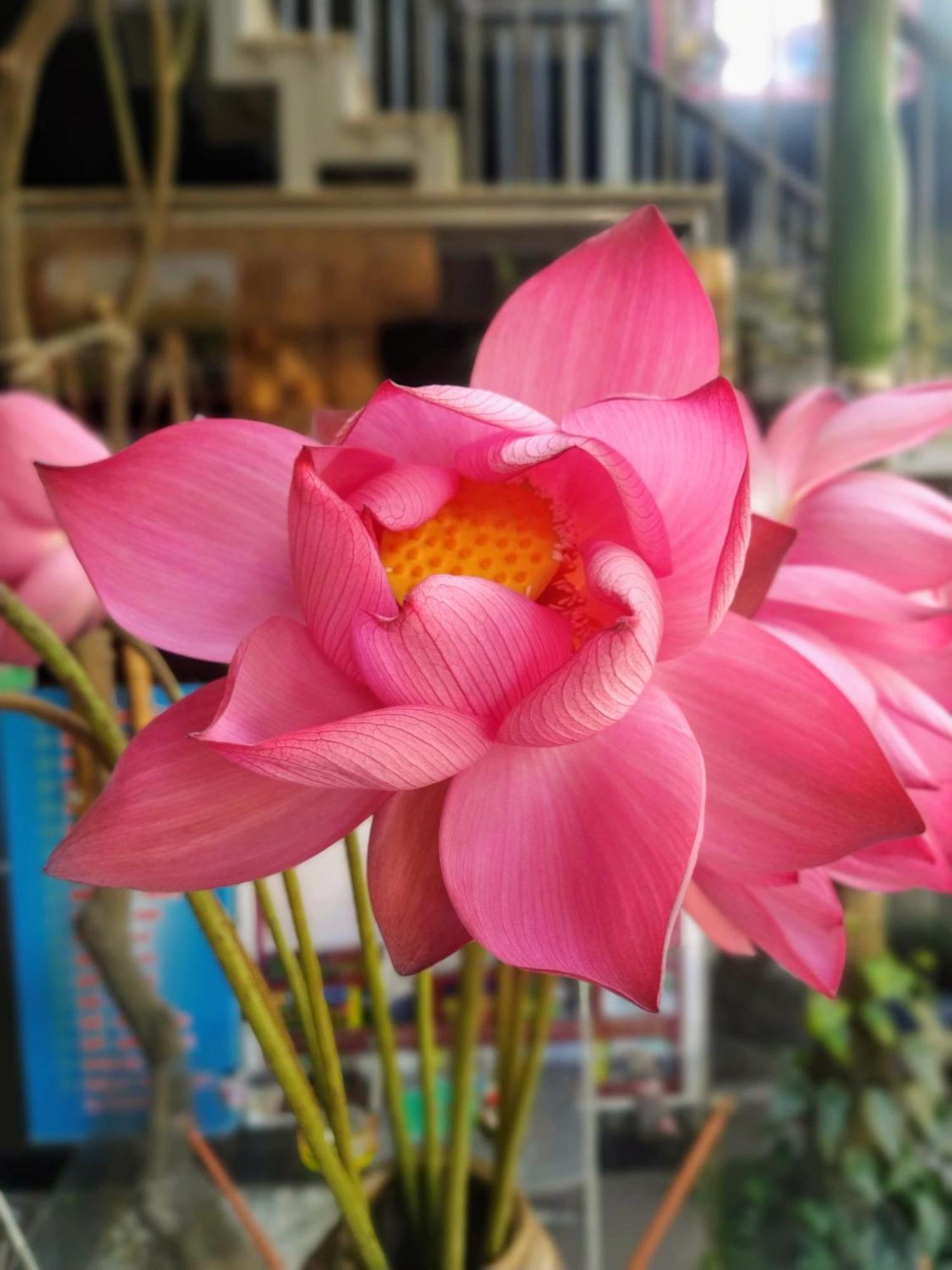 Q' Homestay Garden Villa Hue Exteriér fotografie